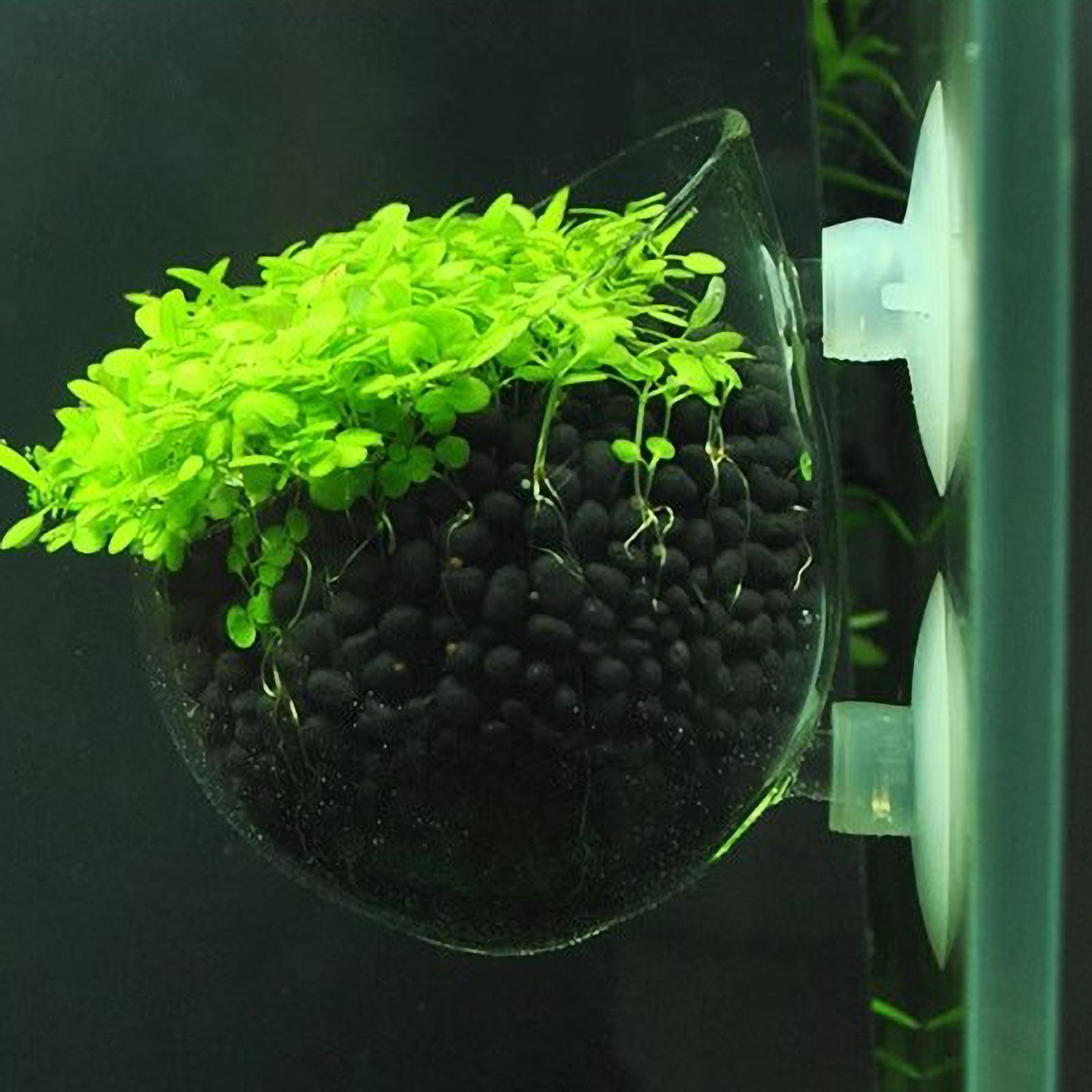 Aquariumplantenhouder Glazen A - Marine Aquarium Live recensie en prijs