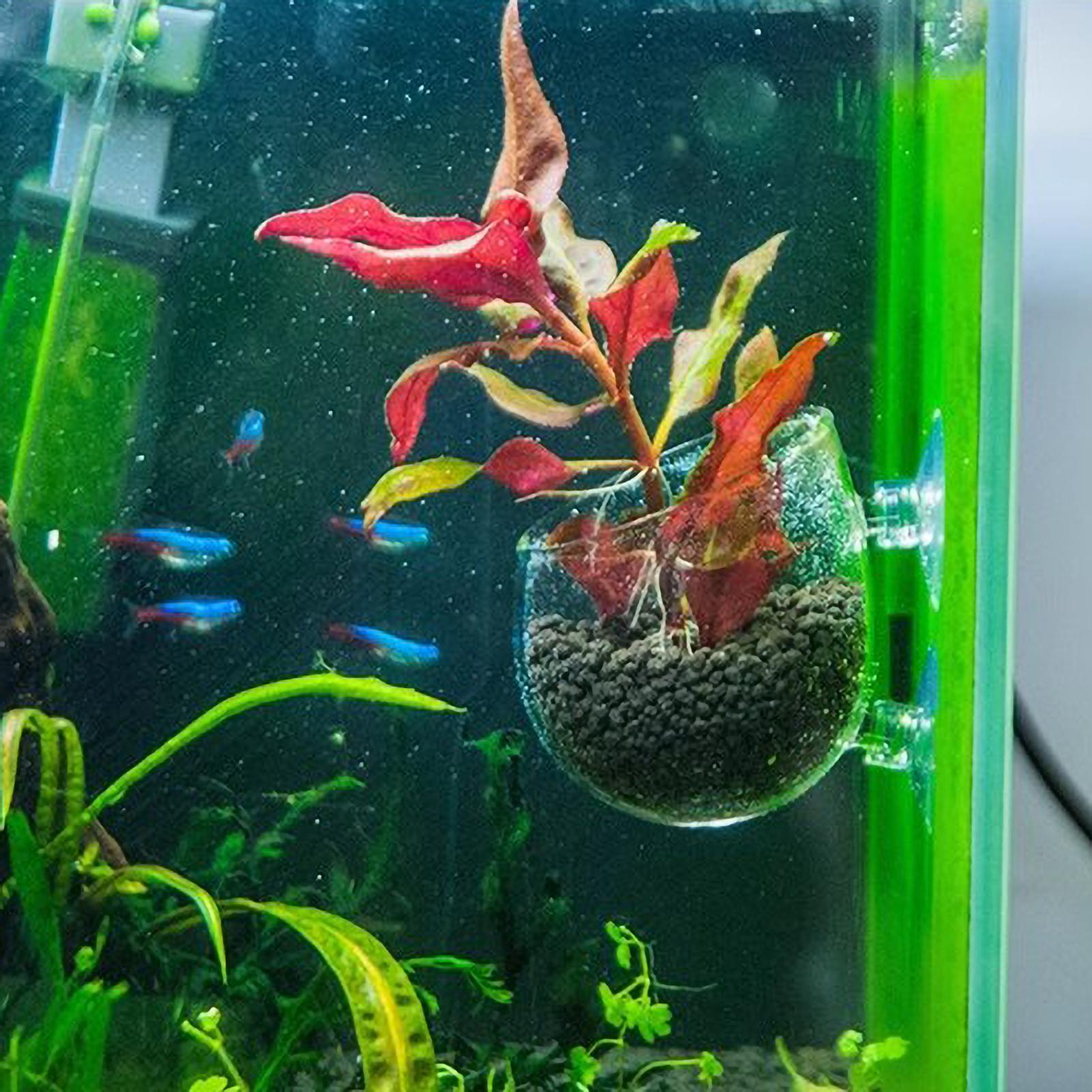 Aquariumplantenhouder Glazen A - Marine Aquarium Live recensie en prijs