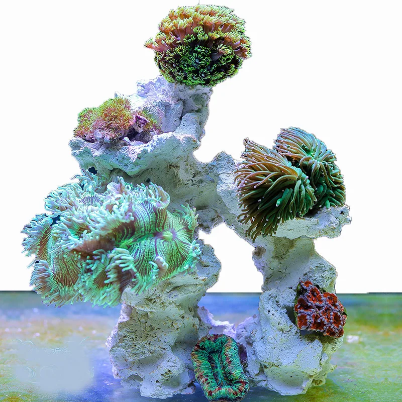 Zeeaquarium Stenen Rif Koraalt - Aquarium Marine Rock recensie en prijs