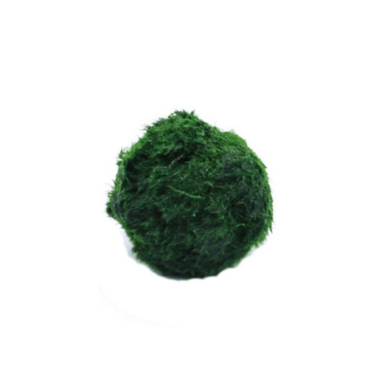 Marimo Mos Ballen Live Aquariu - Marine Aquarium Live recensie en prijs